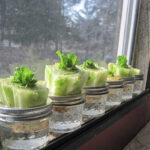 re-growing-lettuce